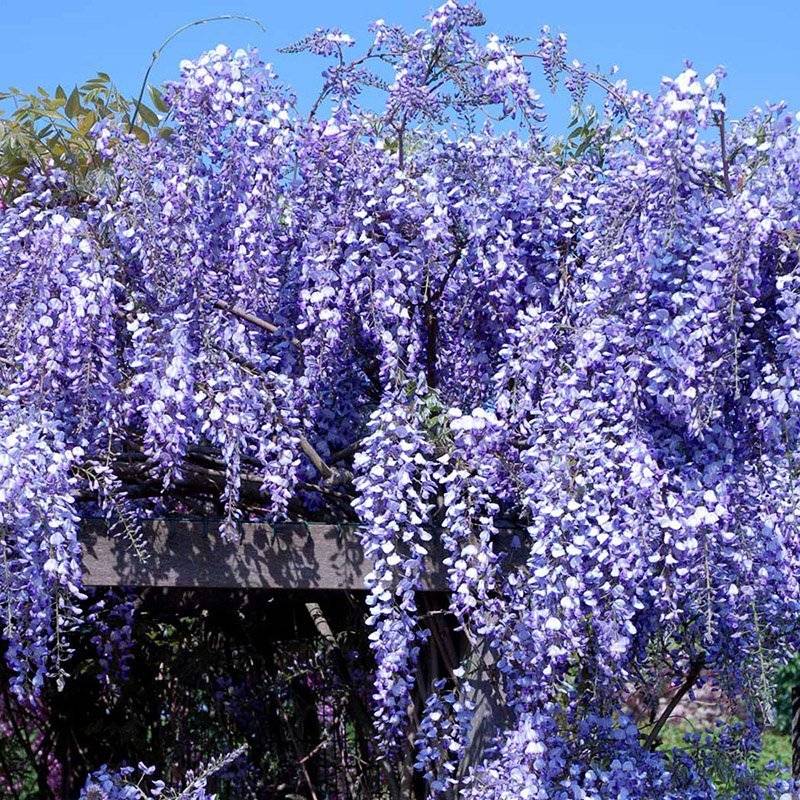 Japansk Blåregn (Wisteria floribunda 'Domino' (Issai)) 180-225 cm