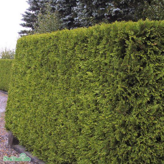 Tuja 'Brabant' 100-125 cm 100-pack