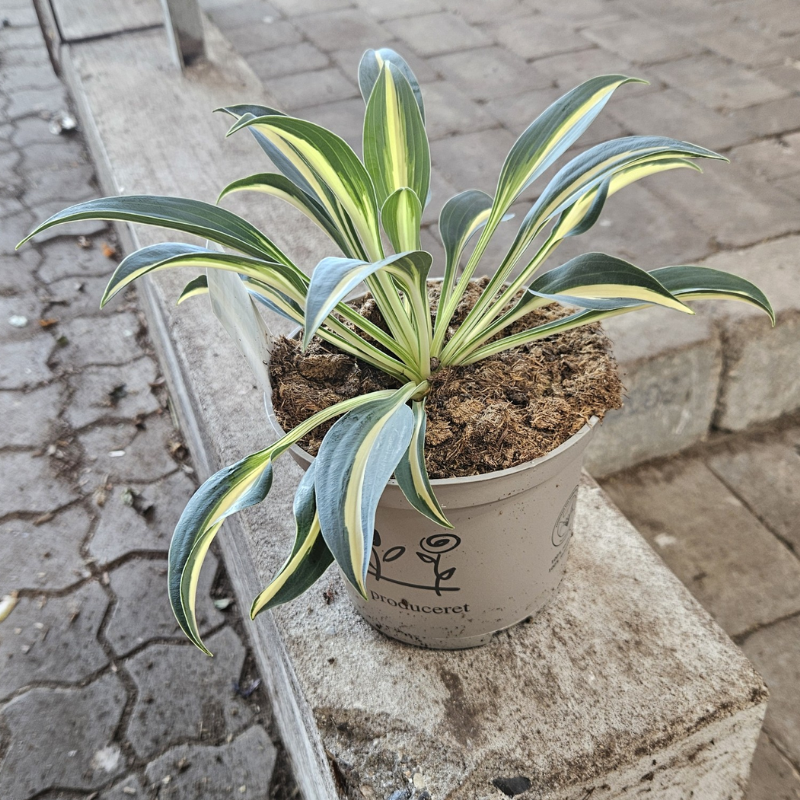 Funkia (Hosta 'Little Treasure') Potte 2L