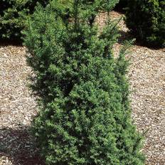 Taks (Taxus baccata 'Overeynderi') 90-120 cm