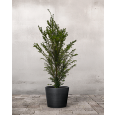 Taks Taxus Baccata - 80-100 cm - Ingen krukke / Sort / Ja