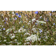 Spiselige Blomster 100 g