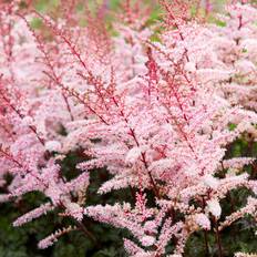 Astilbe (Krukstorlek: C2)