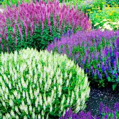 Vinterhärdiga salvia perennsamling (10 plantor/lökar), mix av 5 sorter för trädgården, 2 av varje färg, stora perenna växter från Holland (inte frön), vit-röd-rosa-lila hybrider.