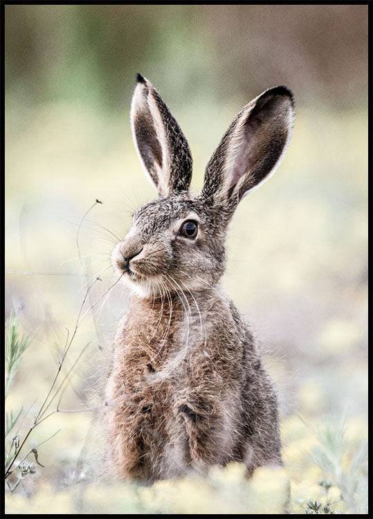Wild Hare Close-Up Nature Poster (50x70cm) - Plakater > Fotografiska Posters, Djur Posters