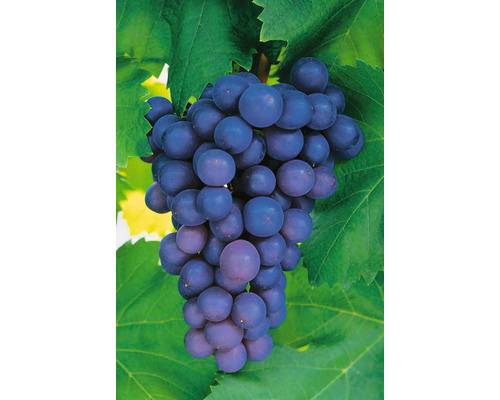 Vindruvor OMNIA GARDEN Vitis vinifera Frankenthaler 10-pack