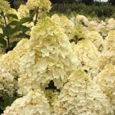Syrénhortensia (Storlek: 40-50 C3)