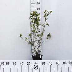 Surbær (Aronia arbutifolia 'Brilliant') 50-80 cm