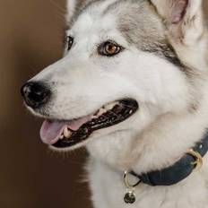 Hundhalsband Kentucky Horsewear Soft Vegan | Navy/beige