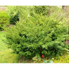 Hybrididegran (Storlek: 30-35 C2)