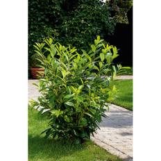 Häck Lagerhägg Novita 40-60Cm 100-Pack Frilandsodlad