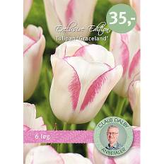 Tulips graceland 6 løg (På lager i varehus)
