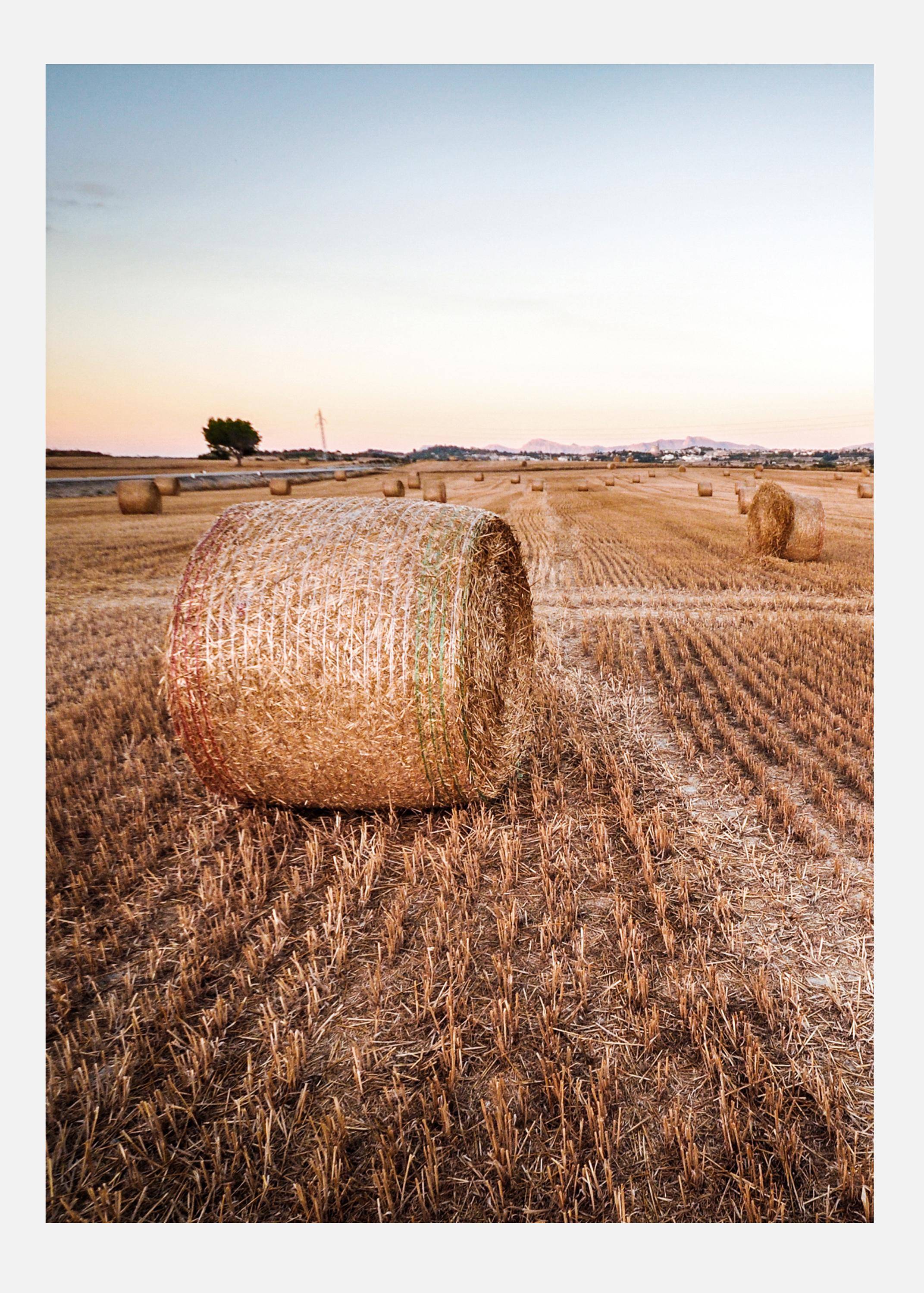 Hay Fields Canvastavla (70x100 cm)