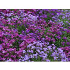 Blåpude - Aubrieta Cascade miks (Min.100 frø)