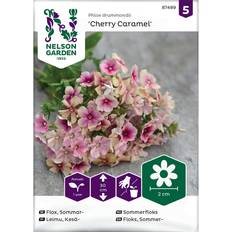 Sommarflox 'Cherry Caramel'