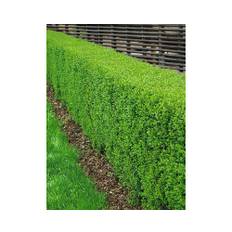 Vinterliguster Ligustrum vulgare Liga 30-50cm 100-pack