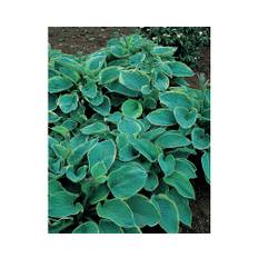 Daggfunkia OMNIA GARDEN Hosta sieboldiana 'Frances Williams' 6-pack
