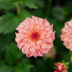 Dahlia 'Belfloor' - 1 knold - Lyserøde dahlia, Dahlia knolde, Georginer, Sommerblomster, Blomster til haven