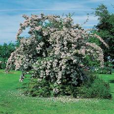 Prydnadsbuske Omnia Garden Paradisbuske