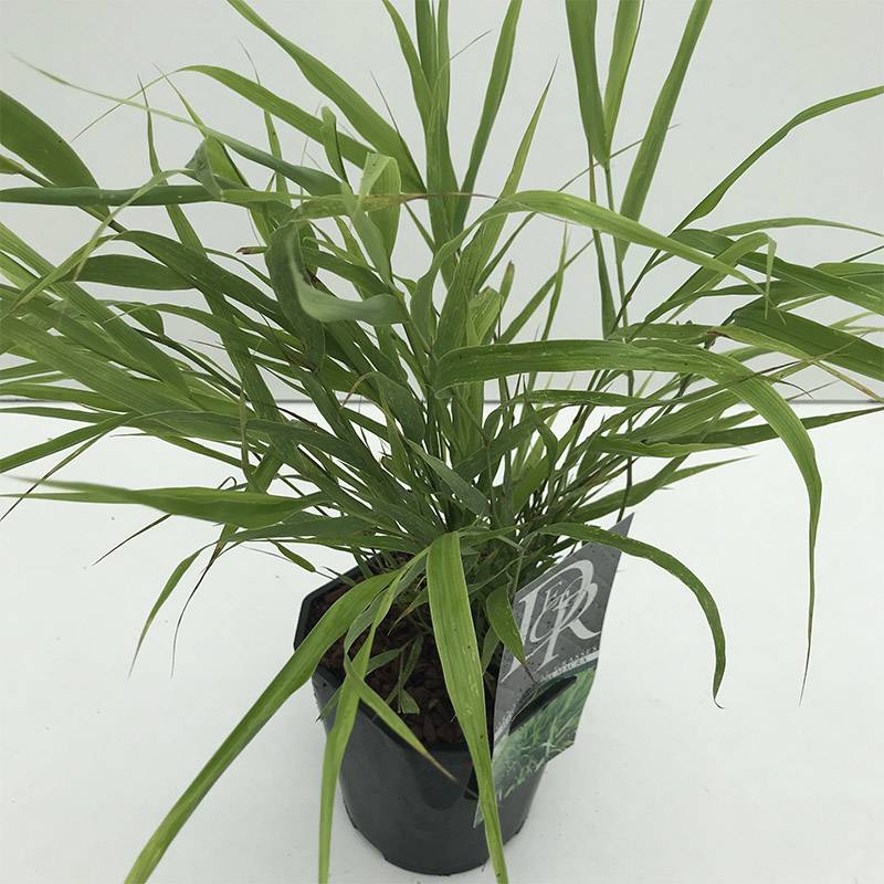 Japansk Skovgræs (Hakonechloa macra)
