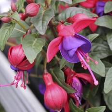 Fuchsia (lilla)