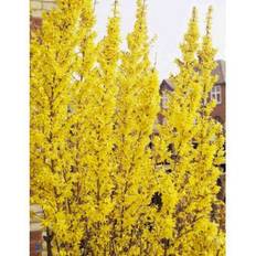 Forsythia 'Weekend'