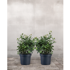 Blåbær, Vaccinium corymbosum – Sæt á 2 planter - Ingen Krukke