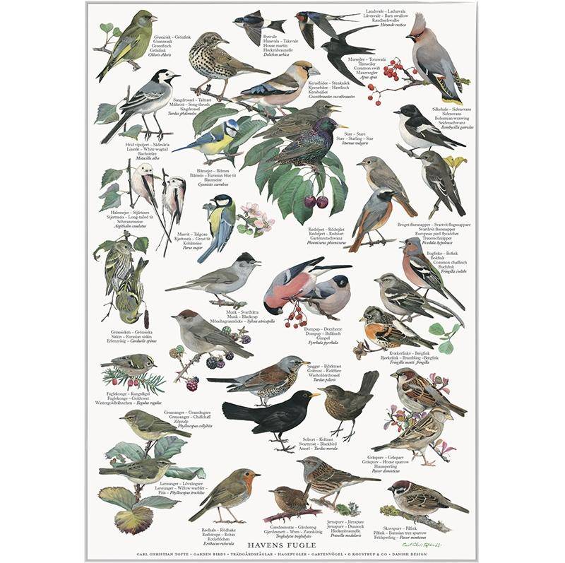 Plakat m. havens fugle A4