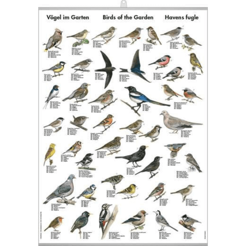 Havens Fugle - 40x60cm - Plakater fra.