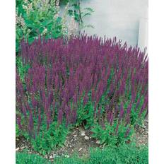 Perenn Stäppsalvia Ostfrisland Kantväxt 6-Pack