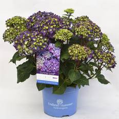 Hortensia (Hydrangea Endless Summer 'Summer Love') Lilla - Potte 1,5 liter