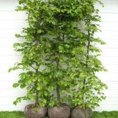 Fagus sylvatica - Færdighæk - højde: 180 cm. - Alm. Bøg