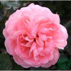 Buskros Sissel Renaissance Barrot Rosa