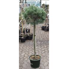 Weymouth Fyr (Pinus strobus 'Radiata') Opstammet 40 cm