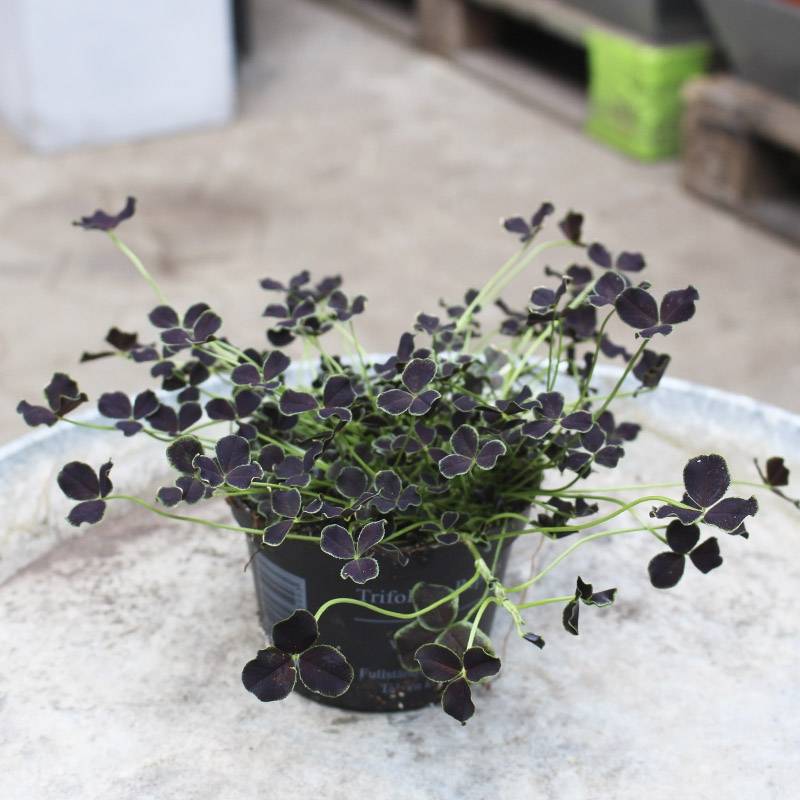 Kløver (Trifolium repens 'Dark Debbie')