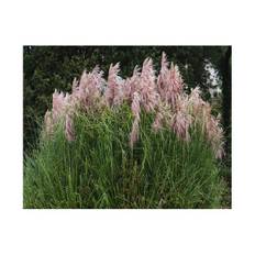 Græs. Pink Pampas. Cortaderia selloana. Frø