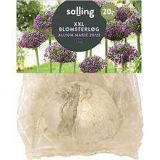 Allium magic 1 løg (På lager i butik)