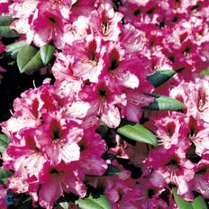 Rhododendron (Rhododendron 'Kokardia') 30-50 cm