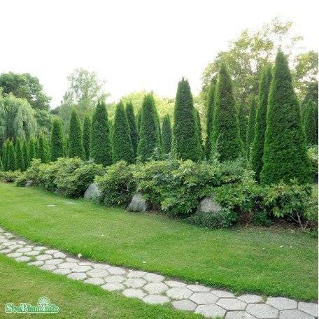 Tuja 'Smaragd' 50-70 cm 100-pack