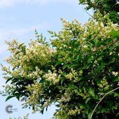 Liguster Storbladet (Ligustrum ovalifolium) 80-120 cm