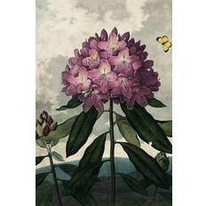 The Dybdahl Co. - Affisch Enchanted Rhodonia - Vit