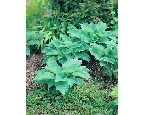 Daggfunkia OMNIA GARDEN Hosta sieboldiana 3-pack