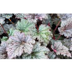 Alunrot OMNIA GARDEN Heuchera 'Plum Pudding' 6-pack