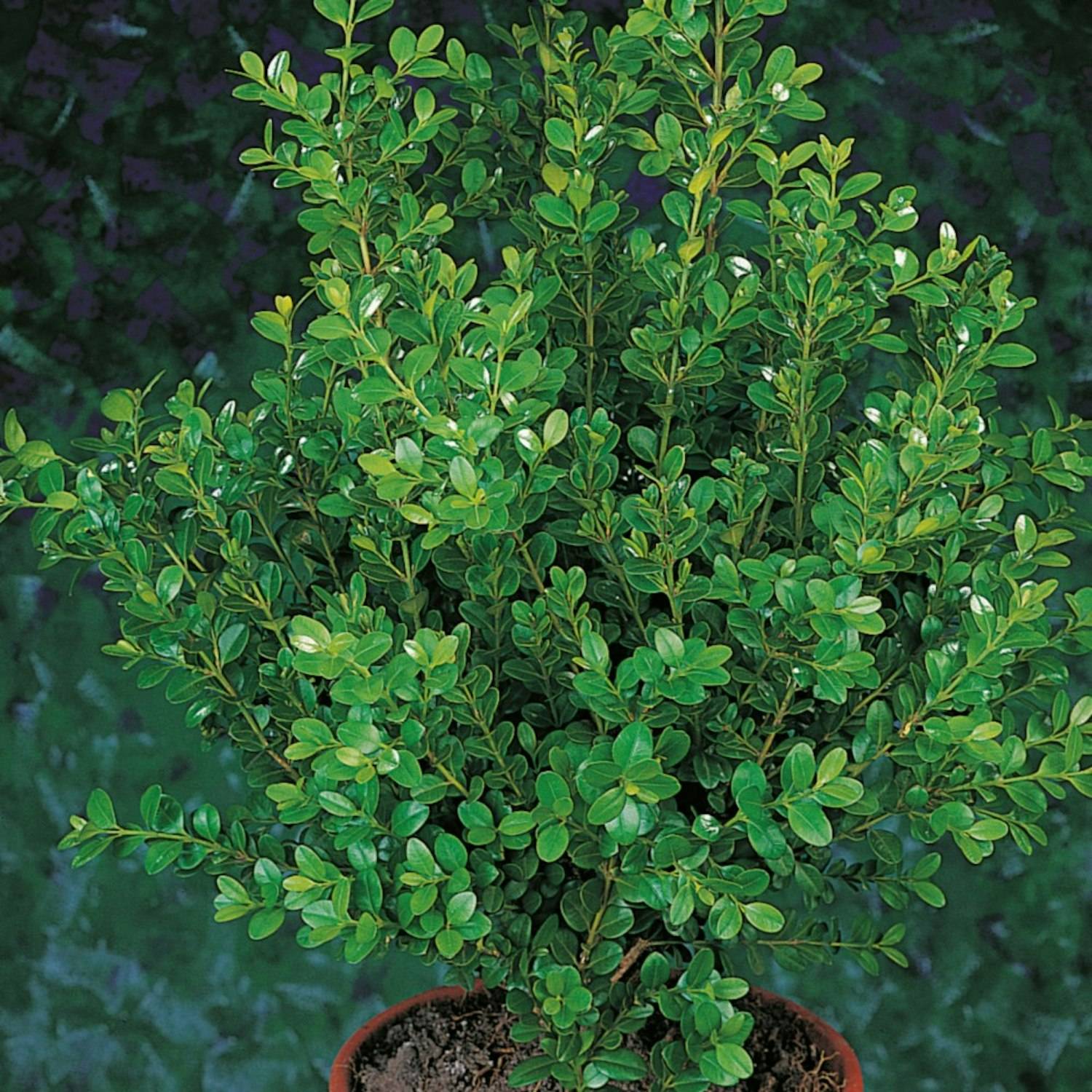 Buske Buxbom Omnia Garden (Buxus Faulkner) 20-30 cm 100-pack