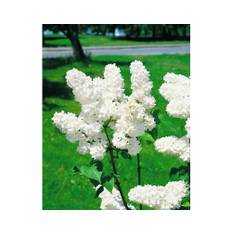 Vit syren OMNIA GARDEN Syringa vulgaris f. alba 100-pack