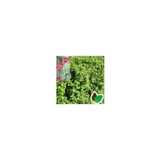 Fjeldribs Dima (Hun) 30-50 cm. - Bundt med 10 stk. barrodsplanter - Ribes alpinum Dima
