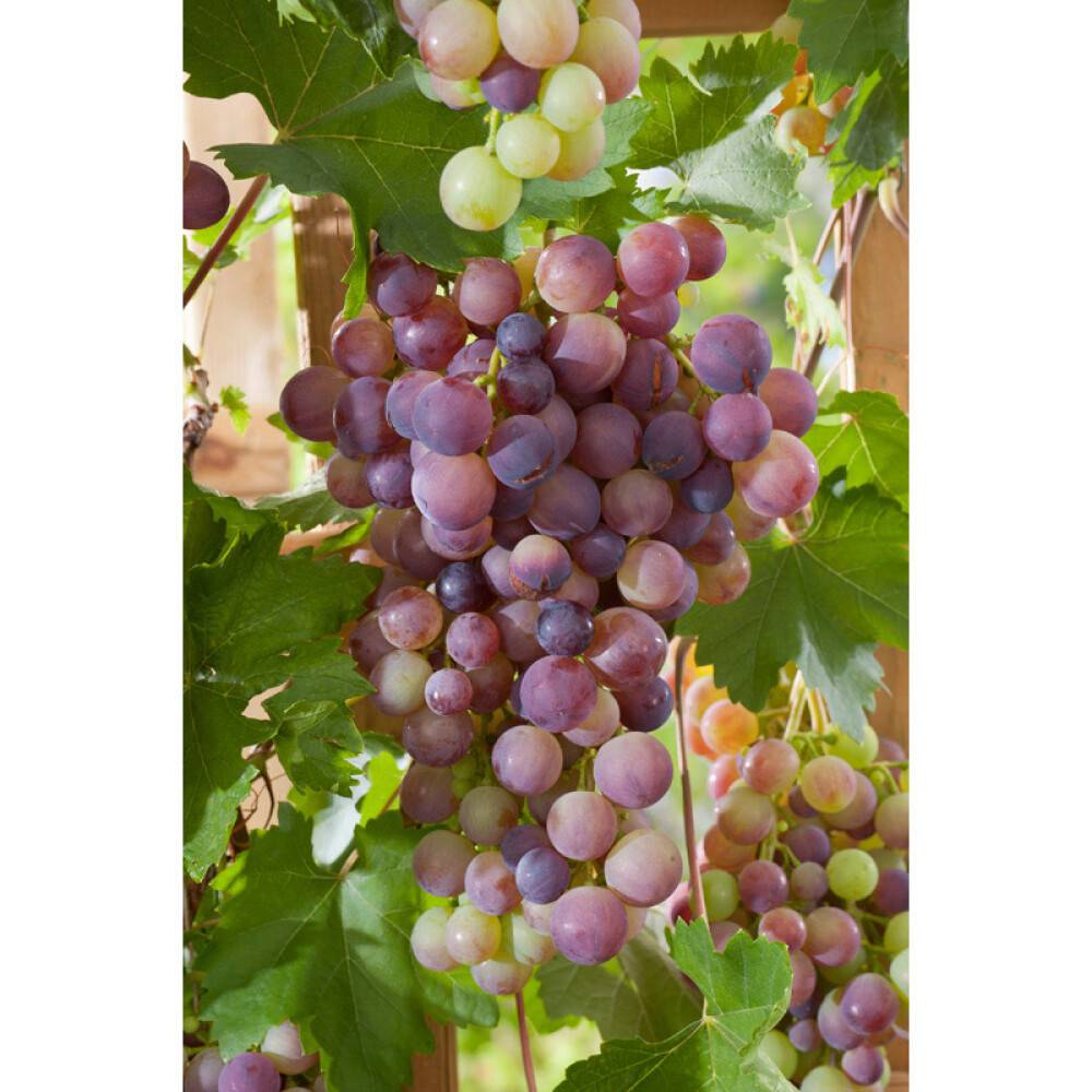 VINRANKA RÖD DRUVA VANESSA 30-50CM 5-PACK KRUKODLAD