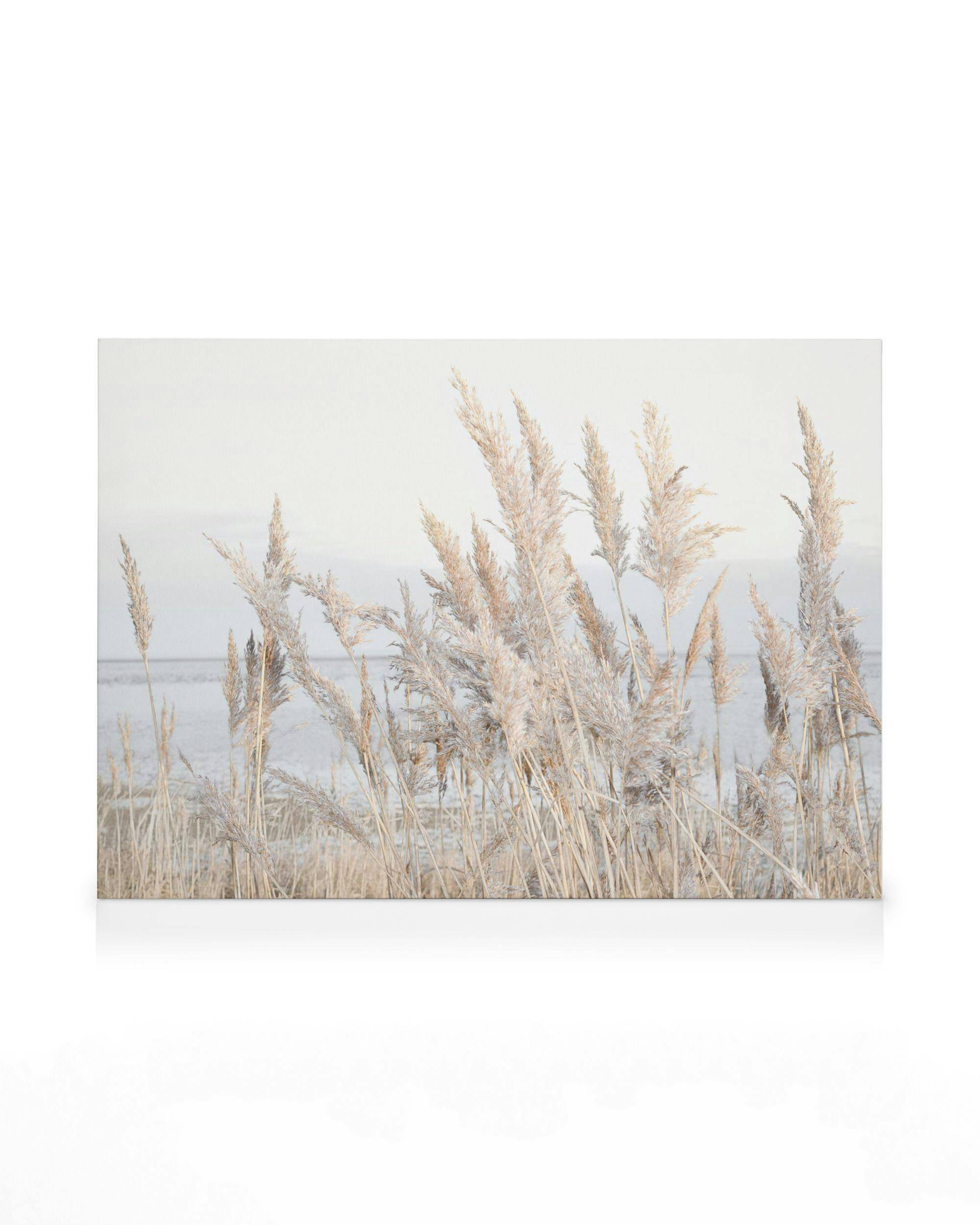 Canvastavlor Reeds by the Sea Canvastavla (50x70 cm)