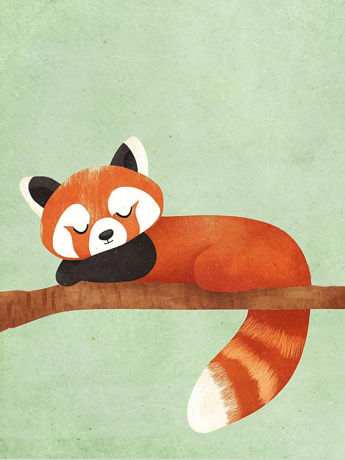 Poster - Sovande Röd Panda
