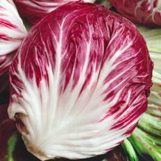 Radicchio, Rossa di Chioggia 3, frø